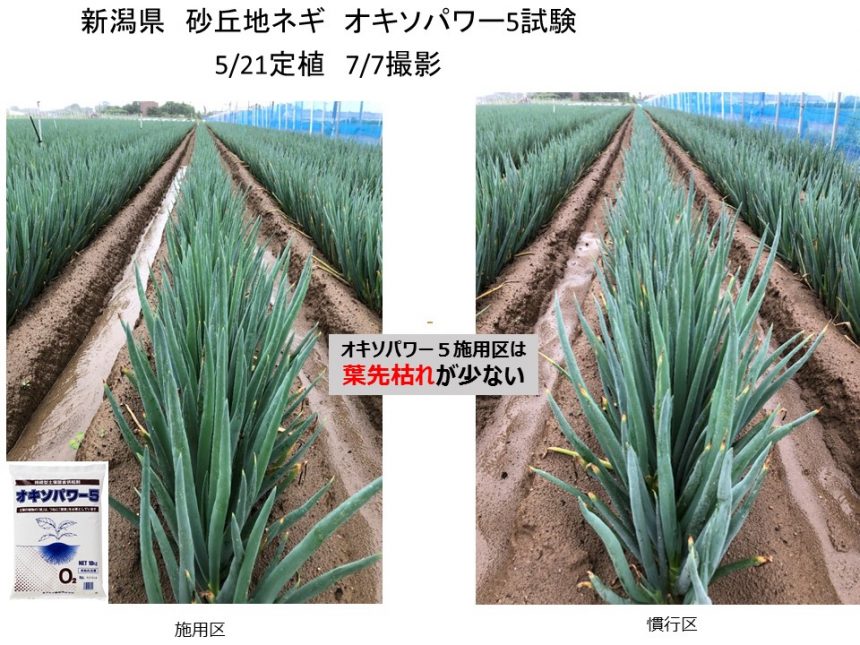 白ネギ オキソパワー５ 比較試験調査 葉先枯れ軽減 施用事例 酸素供給剤 オキソパワー5 タキイ種苗株式会社